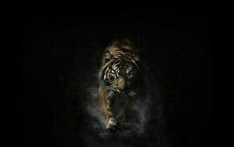 Black And White Tiger Wallpaper HD Animals Image