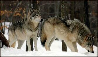 Wolfpack Wallpaper
