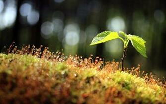 Delightful HD Wallpaper For Nexus