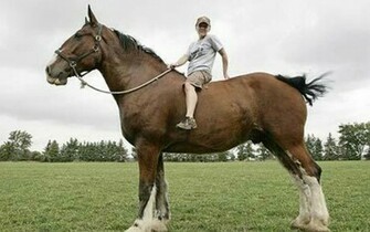 Large Clydesdale Clydesdales Horses