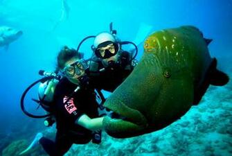Scuba Diving Diver Ocean Sea Underwater Fish Wallpaper