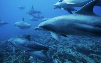 Animals Image Ocean HD Wallpaper And Background Photos