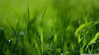 Green Gras Wallpaper