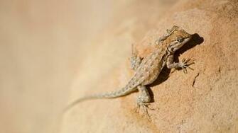 Desert Lizard Wallpaper