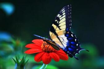 Cute Butterfly Desktop Wallpaper At Wallpaperbro