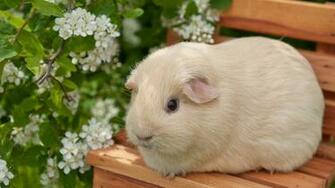Meerschweinchen Wallpaper Tier Aktion Guinea Pigs Cute