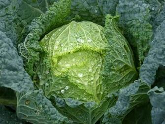 Cabbage Wallpaper Full HD Image
