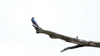 Bird Swallow Is On Tip Of Branch With White Background 4k HD Birds Wallpaper