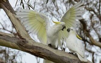 Best Cockatoo Wallpaper
