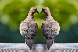 Mourning Dove Art Birds A Fine