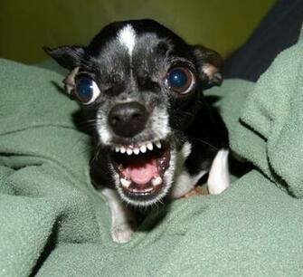 Chihuahua Very Killer Desktop Background For HD Wallpaper
