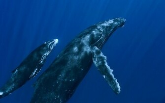 Blue Whales Wallpaper