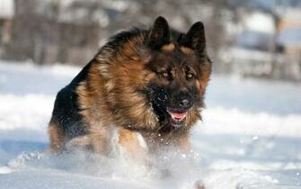 Baby Black German Shepherd Wallpaper