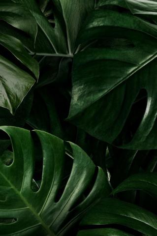Monstera Leaves Nature Background Wallpaper Image By