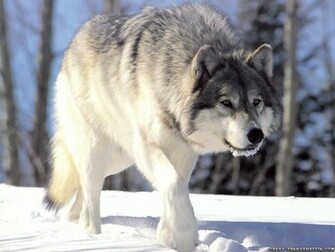 Winter Wolf Wolves Wallpaper