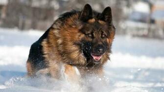 Wallpaper Dog Sheep Jump Snow Full HD 1080p Background