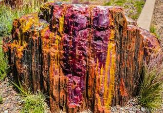 Petrified Color Forest Natl Park Image