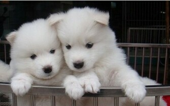 Deux Samoy Des Mignon Wallpaper