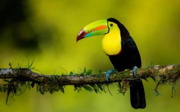 Toucan 4k Ultra HD Wallpaper