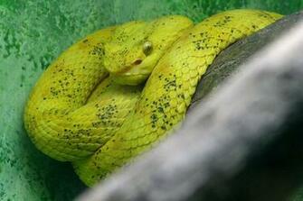 File Eyelash Viper Bothriechis Schlegelii Front 1500px Jpg Wikipedia