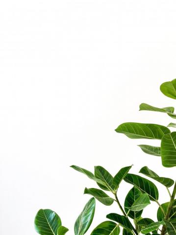 Clean Best White Plant And Minimal Photos On