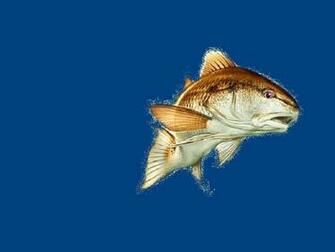Red Fish Wallpaper