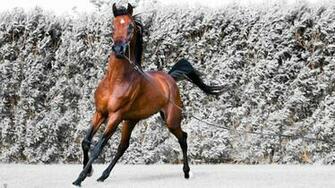 High Resolution Arabian Horse Desktop Wallpaper