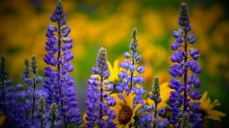HD Wallpaper Wild Flowers X Kb Jpeg