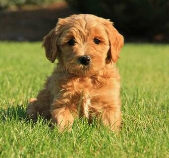 Funny Labradoodle Puppy Wallpaper Pictures Of Animals