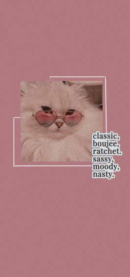 Sassy Cat Wallpaper Aesthetic Themes