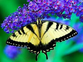 The Image Beautiful Flowers And Butterflies Wallpaper
