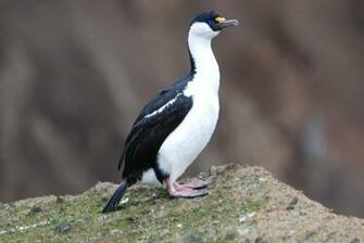 Imperial Shag Full HD Wallpaper And Background