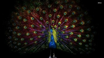 Peacock Wallpaper