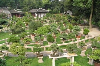Bonsai Japan Tree Art HD Wallpaper Stock Photos Desktop
