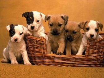 Jack Russell Cute Puppies Wallpaper For Your Computer Desktop