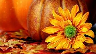 Desktop Pumpkin Wallpaper Net