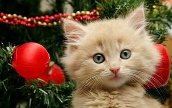 Cats Animals Christmas Kittens Tree Wallpaper