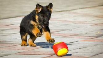 German Shepherd Puppy Puppies Wallpaper Dog