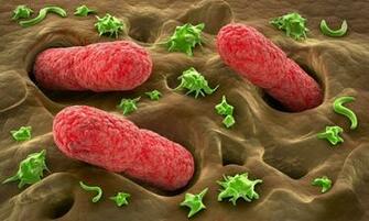 Bacteria Wallpaper