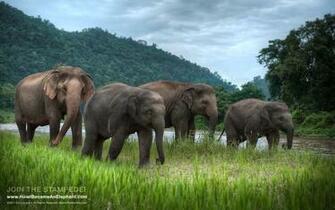 An Afternoon Stroll Elephant Desktop Wallpaper Background