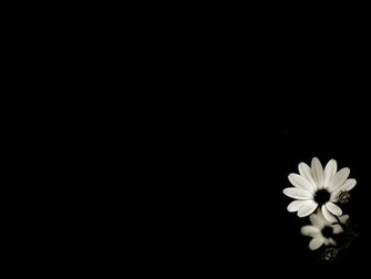 Black And White Flower Wallpaper Background For Desktop Next Image