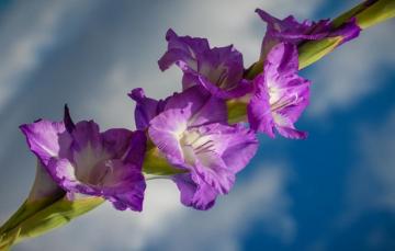 Wallpaper The Sky Flowers Gladiolus Image For Desktop Section