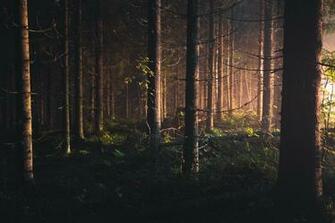 Sunset Forest Wallpaper And Background