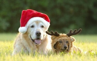 Christmas Dog Wallpaper Wallpaper9