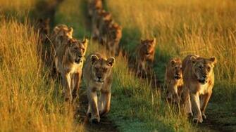 Animals Pride National Mara Lions Kenya Wallpaper