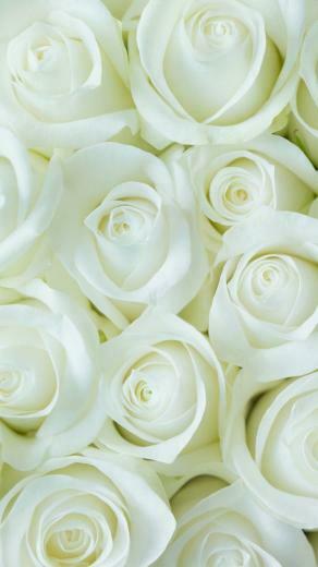 White Flower Wallpaper For Mobile Android Best HD In