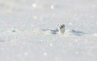 Stoat Aka Ermine In The Jura Mountains France Biosphoto