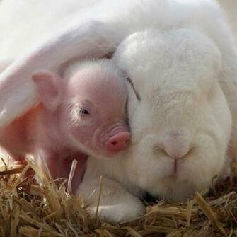 Pigs Pictures Of Pig Breeds Facts Image