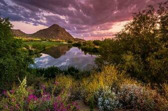Sonoran Desert Spring Bloom Sunset By Scott Mcguire