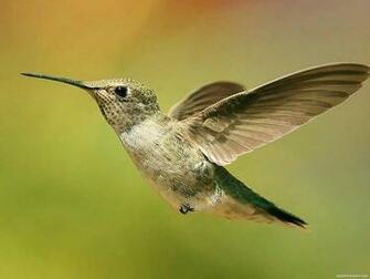 Birds Wallpaper Bird